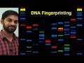 DNA Fingerprinting | Molecular basis of inheritance | Senthilnathan