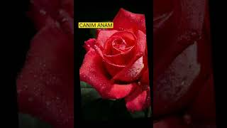 CANIM ANAM.Anaya aid gözel mahni.Anaya aid video.Status anaya aid sözler.Vatsap video./SOON VİDEO/