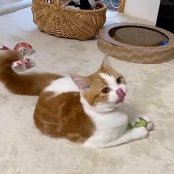 kucing oyen mabuk kecubung #shorts
