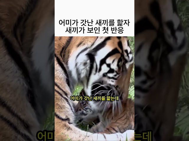 "나도 맹수라고요!!" (이빨 0개) ????