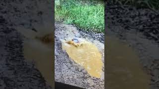 Trx-4 FLOATING in MUD#rccrawler