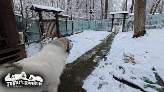 睨み合いからジリジリ歩み寄り...お互いのスキを狙うベルとリリーです　Great Pyrenees　グレートピレニーズ