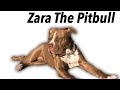 Training Zara the Pitbull Training Zara the Pitbull