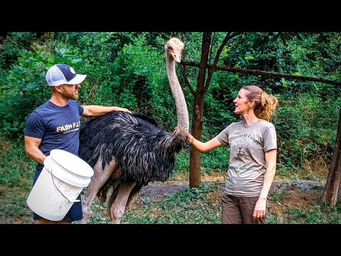 Video: How To Raise Ostriches