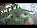 HOW TO: Catching Hybrid Striped Bass on the Ohio River! (SLAYFEST)( Tips and Techniques)