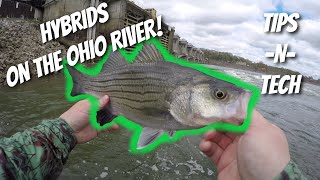 HOW TO: Catching Hybrid Striped Bass on the Ohio River! (SLAYFEST)( Tips and Techniques)