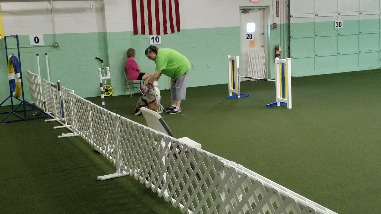 GOASC ASCA Agility 08 08 2021 Ollie Novice Gamblers Q YouTube goasc-asca-agility-08-08-2021-ollie-novice-gamblers-q-youtube
