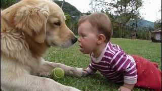 A Golden Retriever, a Baby and a Tennis Ball