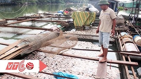 370 tấn cá chết, dân làng bè bàng hoàng  | VTC