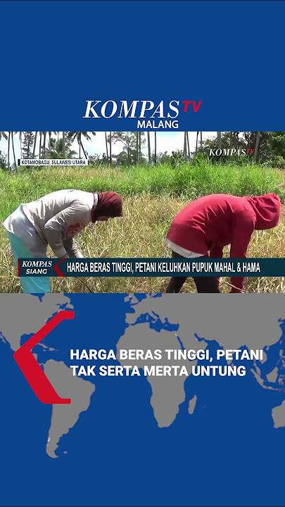 Harga Beras Tinggi, Petani Keluhkan Pupuk Mahal dan Hama 