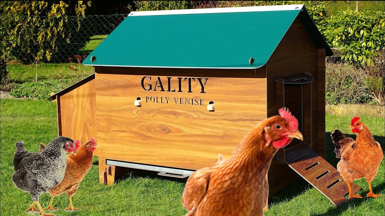 Dashboard Video Papy Nounn Poulailler Cucciolotta Gality Venise