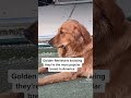 golden retrievers