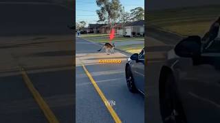 This Kangaroo lost its baby 🦘😢