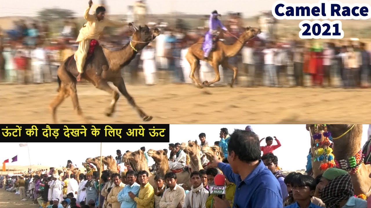 Camel Race 2021/ ऊंटों की जोरदार दौड़ में क्यों हुआ लफड़ा  / Jaisalmer Desert Festical 2021