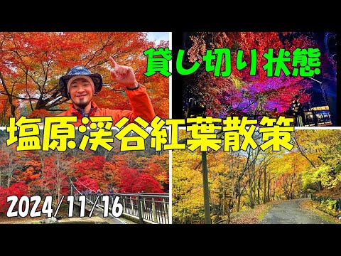 塩原渓谷紅葉散策 栃木県の紅葉の穴場 貸し切り状態 遊歩道 アクセス やしおコース 回顧 駐車場 ハイキング 秘境 吊り橋 ビジターセンター 那須塩原市 GoPro 24/11/16