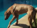 Rhodesian ridgeback and labrador - water dog madness