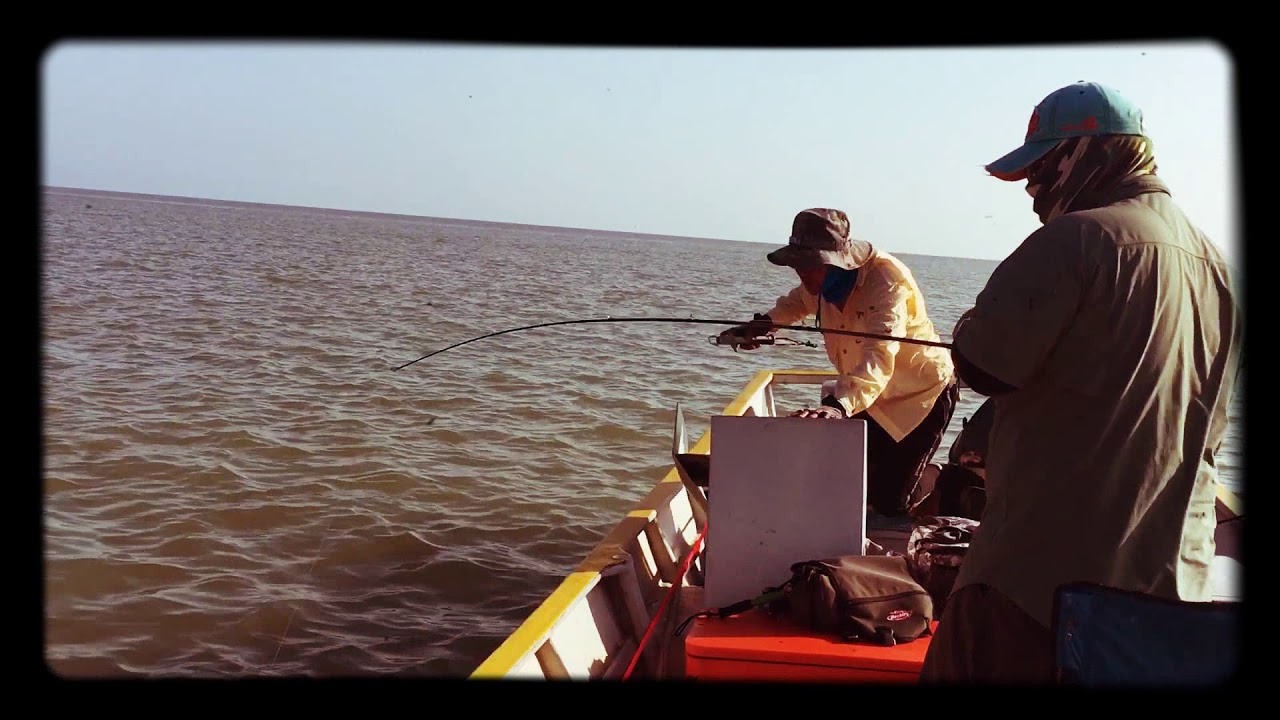 Kerapu batu @ clouded grouper