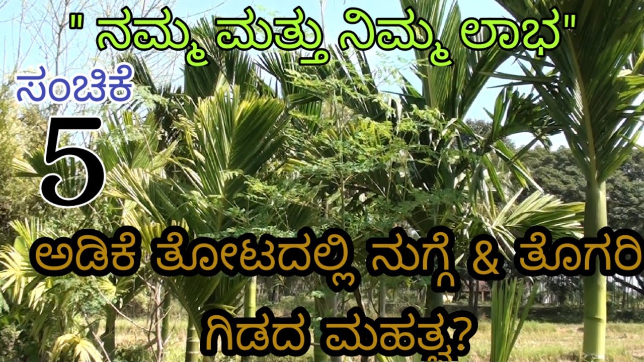 ಅಡಿಕೆ ತೋಟದಲ್ಲಿ ನುಗ್ಗೆ & ತೊಗರಿ ಗಿಡದ ಮಹತ್ವ? ||ಸಂಚಿಕೆ 5|| Drumstick intercropping in arecanut ||Ep 5||