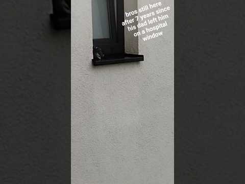pigeon sad story
