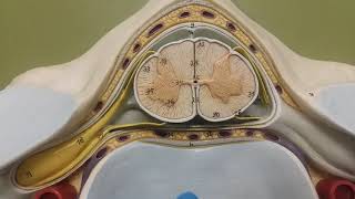 Spinal Column Model Brief Explanation