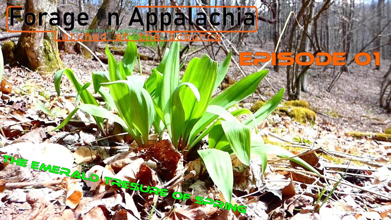Ramps or Wild Leeks, a wild edible of Spring/ Forage in Appalachian Ep ...