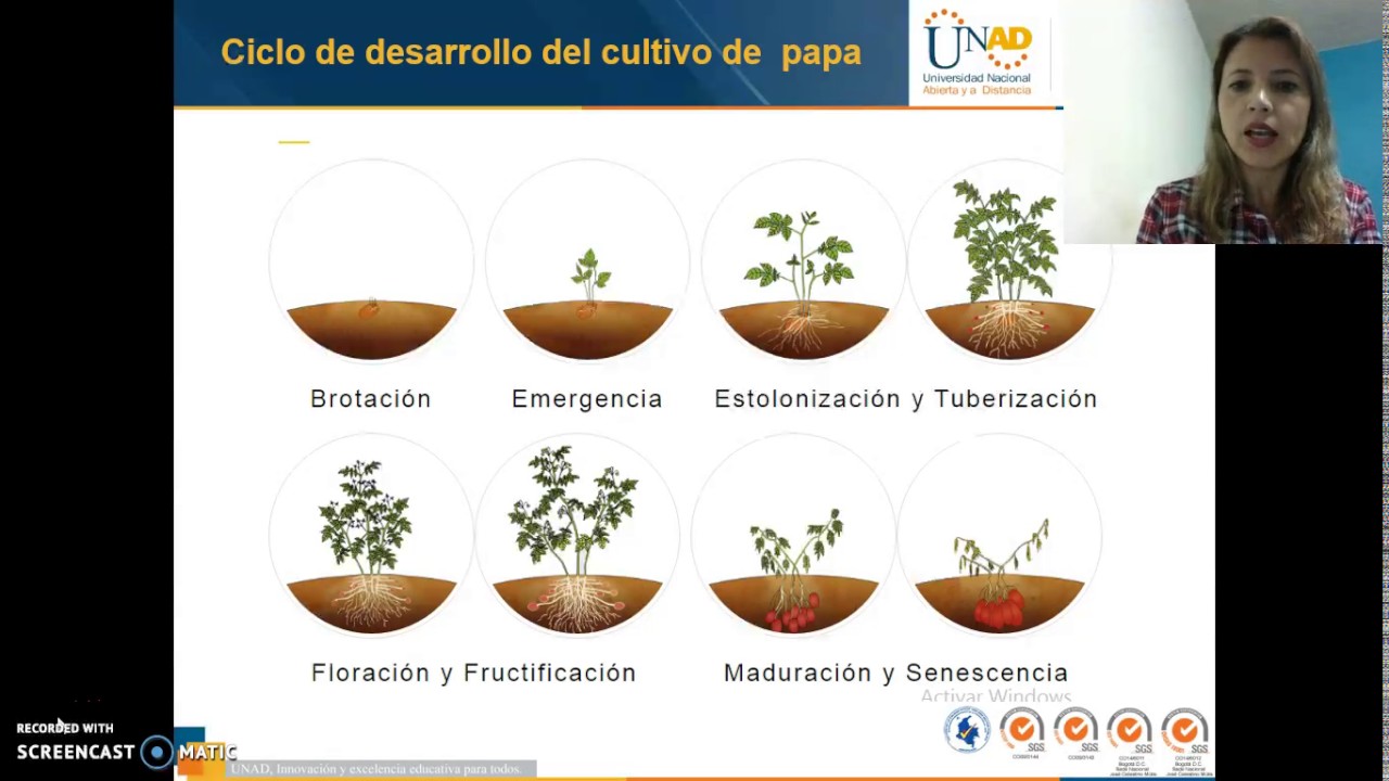CICLO DE VIDA DEL CULTIVO DE PAPA YouTube