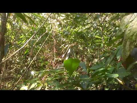 SUARA BURUNG OPIOR BUAT PIKAT