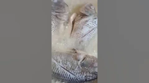 ASMR SATISFYING SOUNDS W FRIED FISH #shorts #asmr #viral #satisfying #trending