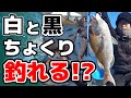 ちょくりカラーは釣果を左右する!?緑とオレンジ定番カラーと比較！釣果の違いが明確にでた!!