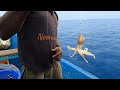 Catching King Fish, Trevally Fish & Rosy Snapper Fish