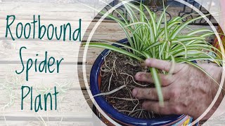 Repotting a very rootbound spider plant