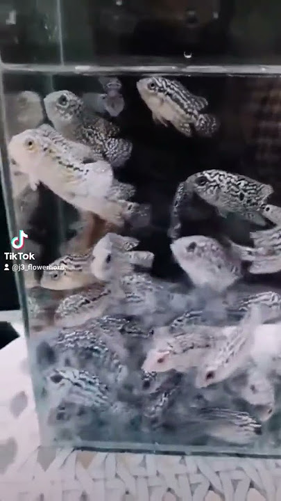 lomba progres J3 season 2 bahan sortiran vvip  #peletJ3#viral #peletJ3flowerhorn  #fypシ゚viral#