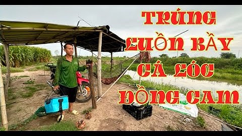 TẬP.87.bữa nay trúng luồn bầy cá lóc đồng cam/cá lóc hấp râu cần/GIÓ LÀNG QUÊ