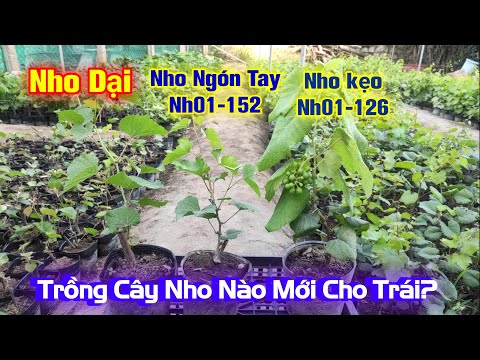 Video Chọn Cây Nho Giống Nào Trồng Mới Cho Trái? - youtube