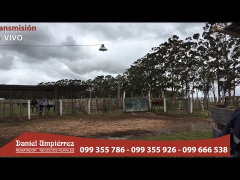 video phone beyonce mp3 Local beloqui - Escritorio Daniel Umpierrez