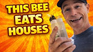 How to Treat Carpenter Bees Under Eaves with Liquid/Dust Insecticides by Zach Smith, The Pest Dude