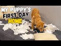 How to survive golden retriever puppys first day home