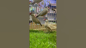 Fawn java #trending #viral #youtubeshorts #trendingshorts