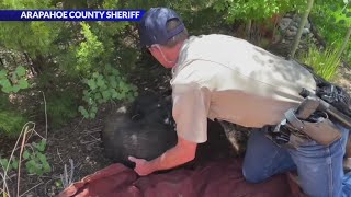 Bear wandering through Lone Tree, Aurora neighborhoods relocated