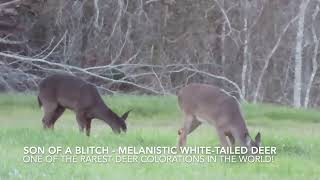 Melanistic White-Tailed Deer - Very Rare! #wildlife #animals #nature