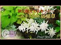 【ガーデンvlog】丈夫で手間いらず是非、秋に植えてほしい宿根草(多年草)｜９月中旬のガーデニング