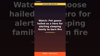 Insolite : Watch: Pet goose hailed as a hero for alerting sleeping family to barn fire