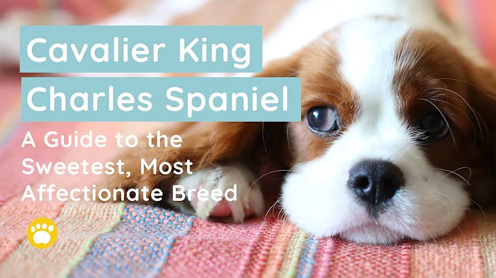 Cavalier King Charles Spaniel: History, Temperament, Size & Appearance, and More