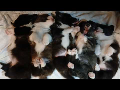 犬＋キーウィ おまとめ YouTube