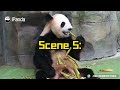 Pandas Earning Their "Eating Medals" | iPanda