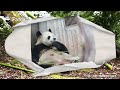 Pandas Earning Their "Eating Medals" | iPanda