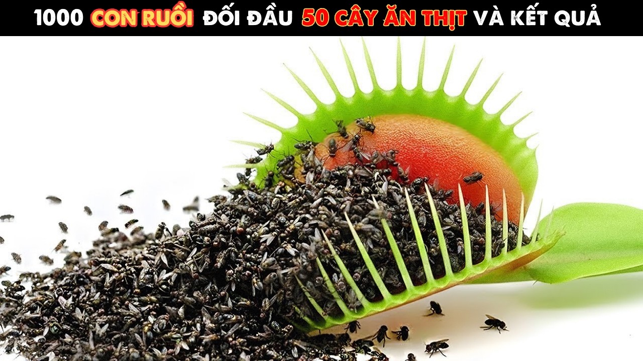 Tôi đã nhốt 1000 con RUỒI với 50 CÂY ĂN THỊT và phát hiện điều bất ngờ!