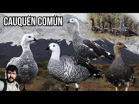 Cauquén común (Chloephaga picta) Upland Goose, Ganso-de-magalhães, Caiquén