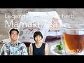 [Hawaiian herb Mamaki Tea] ハワイの奇跡のお茶！ママキ茶【Hawaii Web TV】