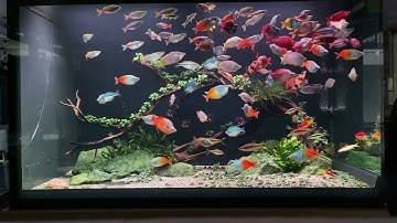 Tốc độ bào mồi của Cá Cầu Vồng Trung Lê